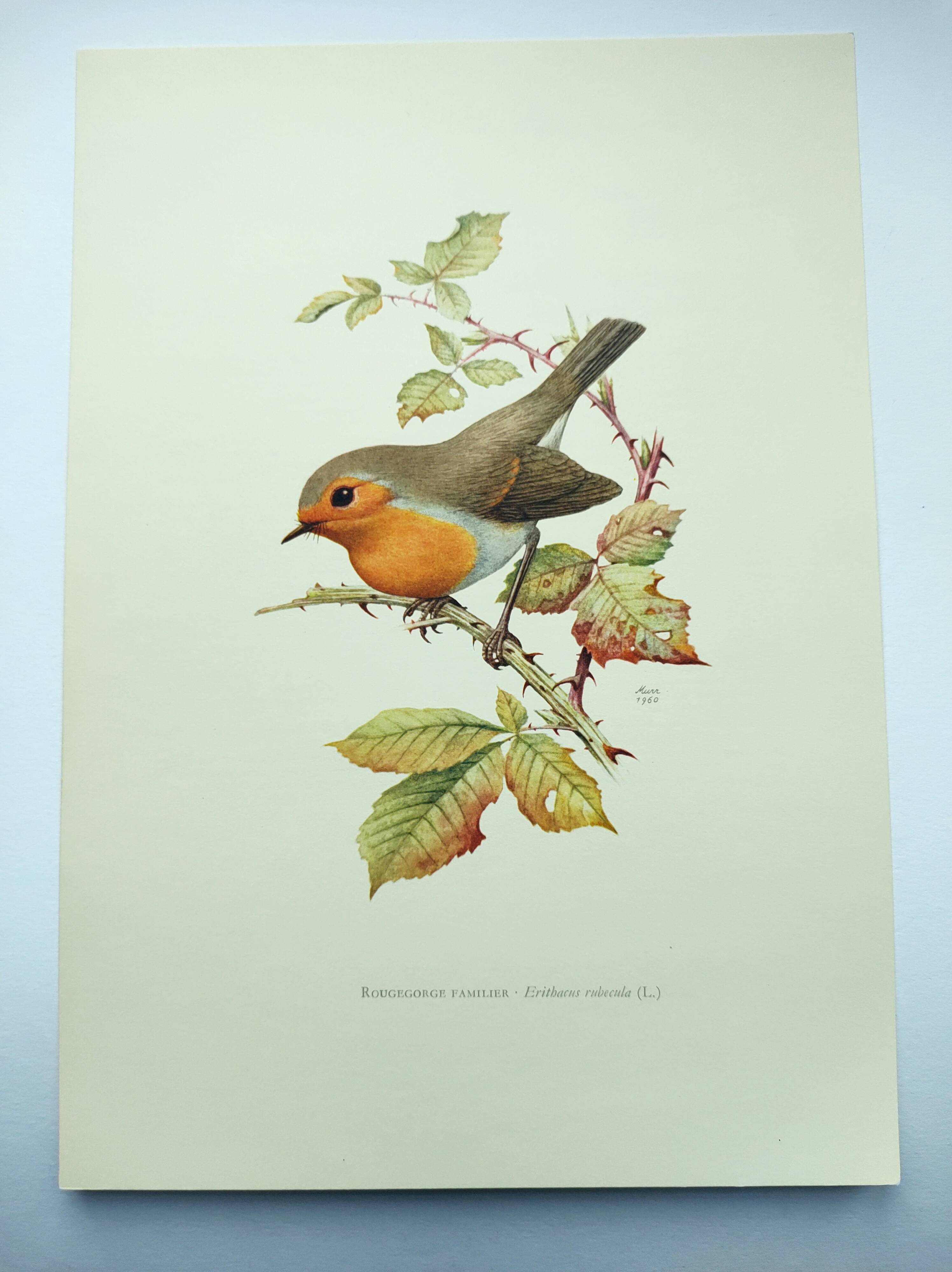Old bird board 1960s - Familiar robin - Animal illustration