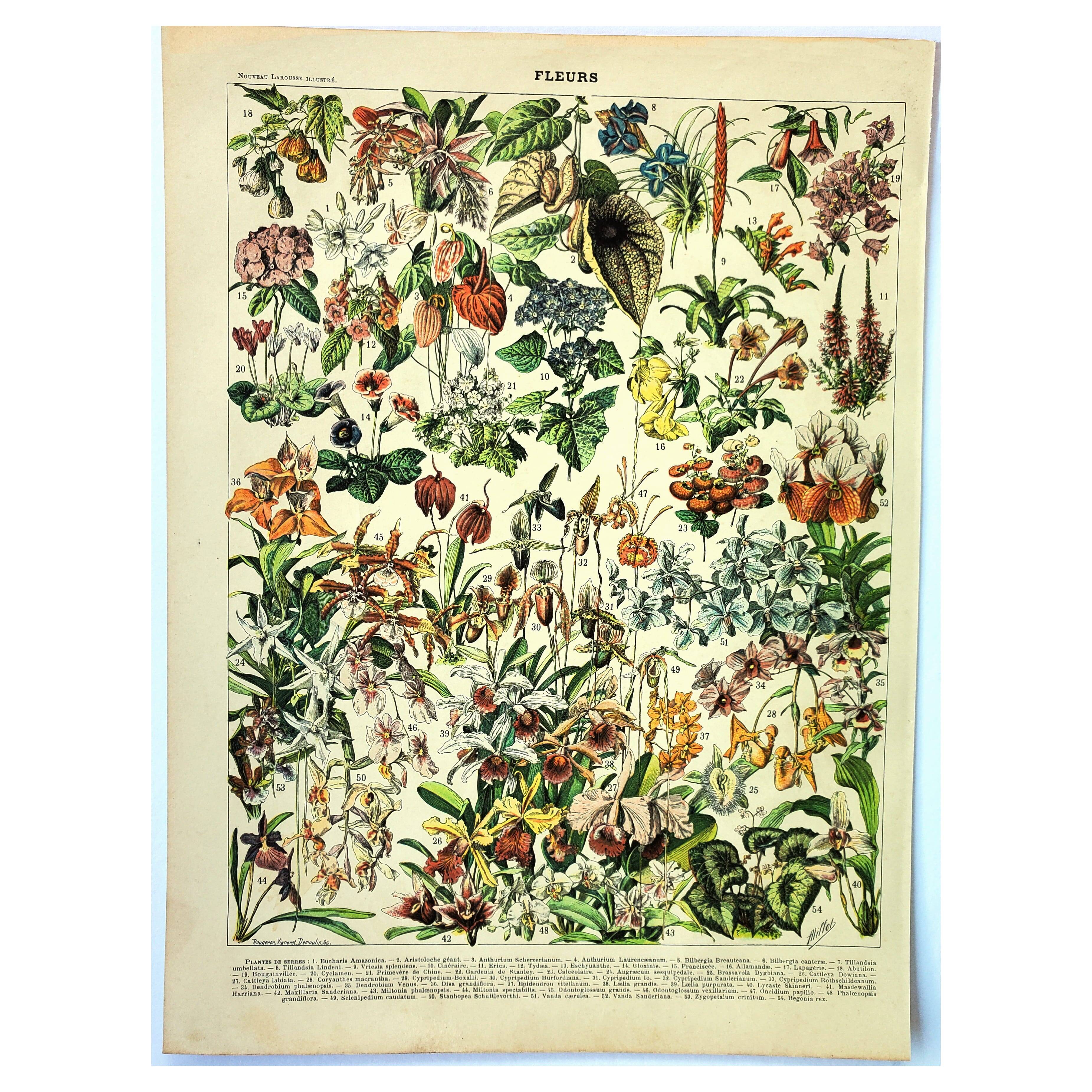 Botanical engraving 1897 A. Millot - Flowers and plants 3