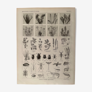 Lithographie sur la faune et la flore aquatique de 1921