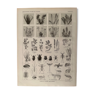 Lithograph on aquatic fauna and flora from 1921