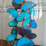 Napoleon III globe 19th with butterfly Morpho