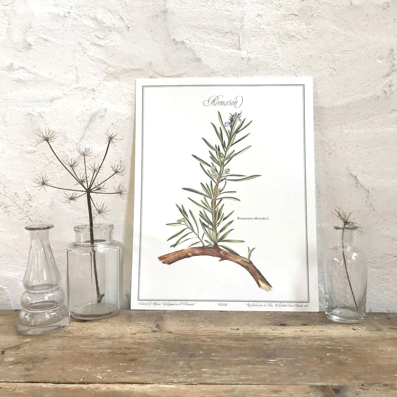 Botanical plate rosemary