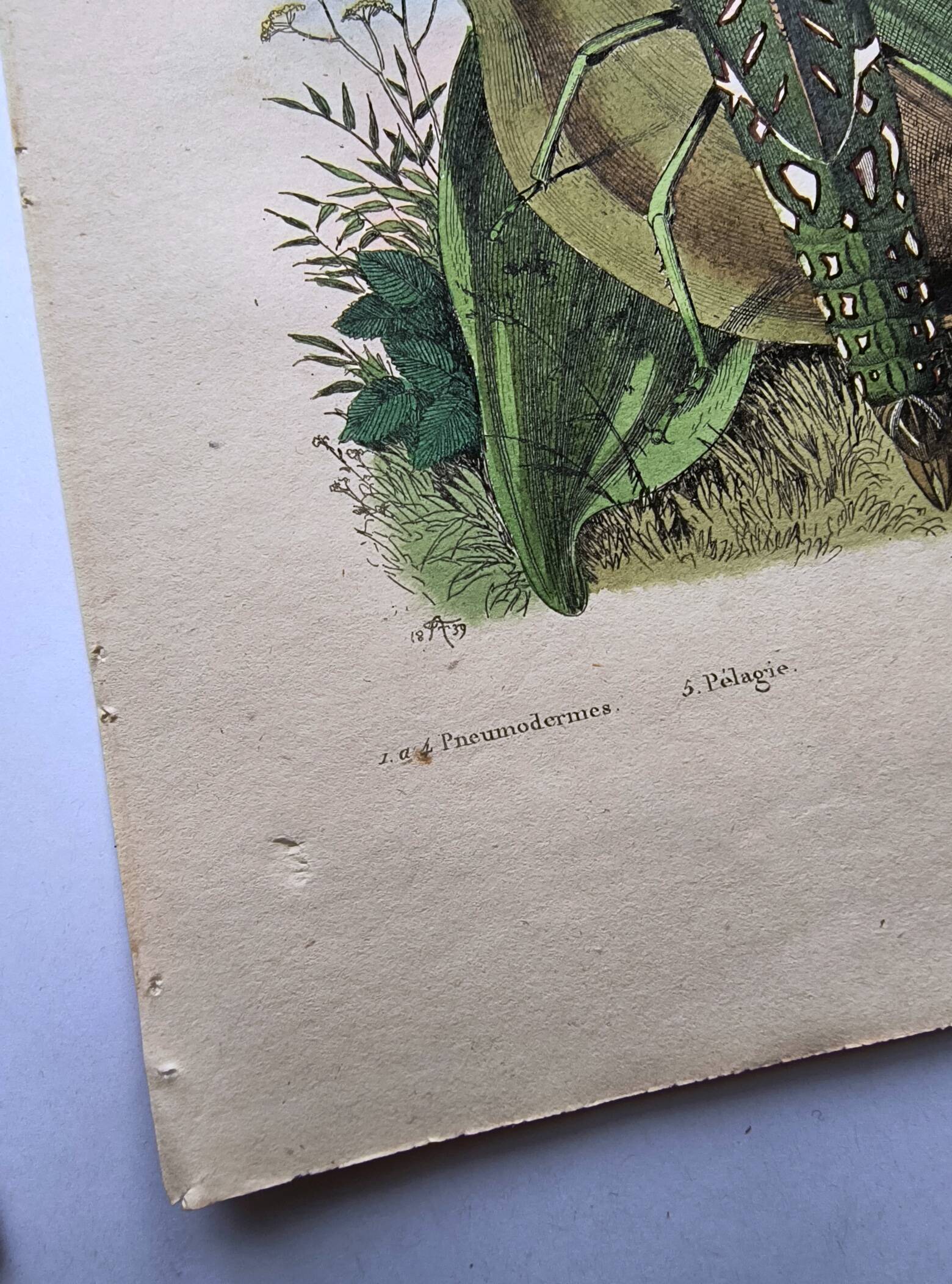 Lot of 3 old engravings from 1839 - Crickets and birds of prey - Colored plates