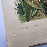 Lot of 3 old engravings from 1839 - Crickets and birds of prey - Colored plates