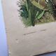 Lot of 3 old engravings from 1839 - Crickets and birds of prey - Colored plates