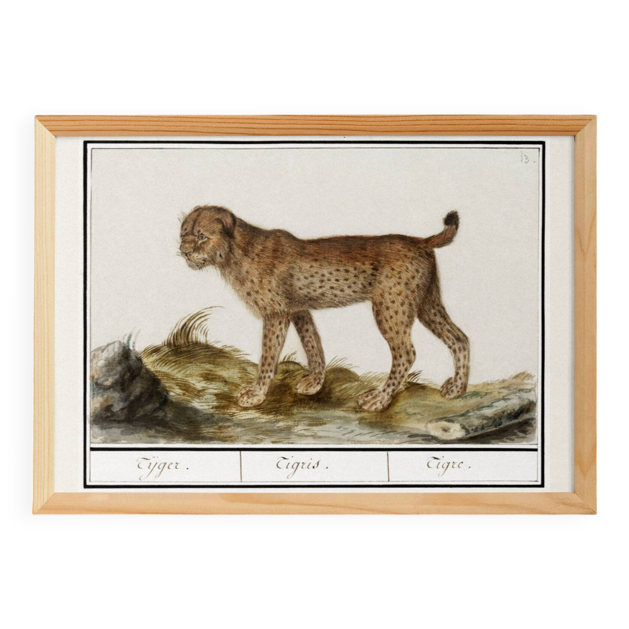 Small poster about the tiger, after an old engraving from 1610.