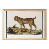 Small poster about the tiger, after an old engraving from 1610.