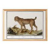 Small poster about the tiger, after an old engraving from 1610.