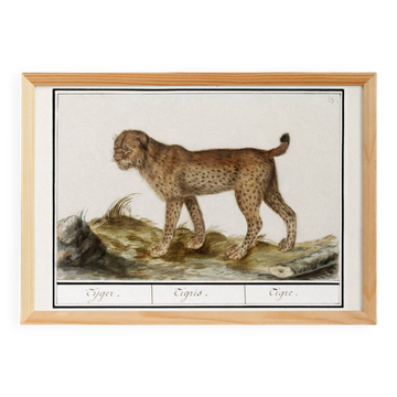 Small poster about the tiger, after an old engraving from 1610.
