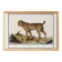 Small poster about the tiger, after an old engraving from 1610.
