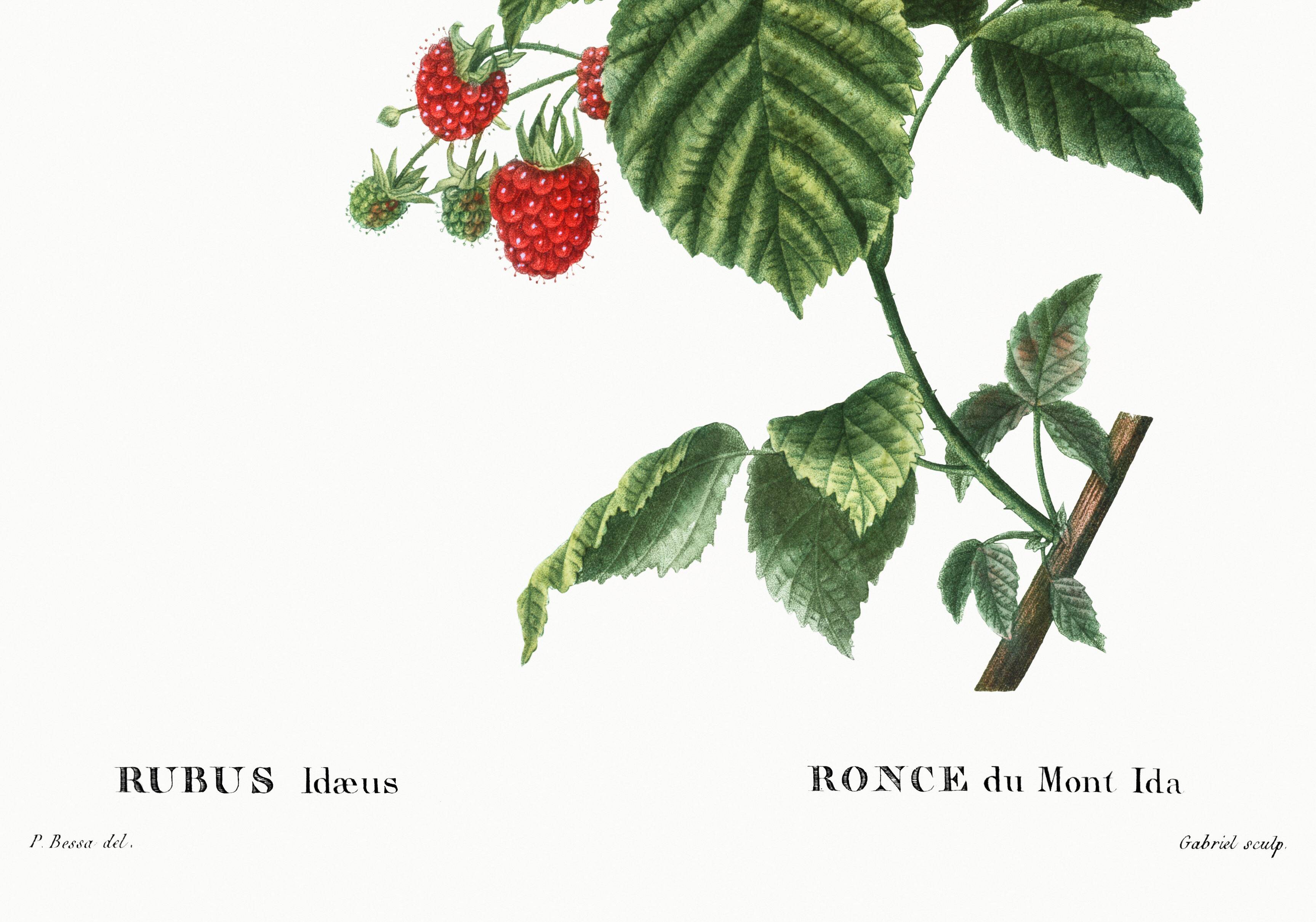 Botanical poster about raspberries, based on an old engraving from 1802