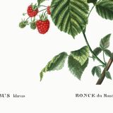 Botanical poster about raspberries, based on an old engraving from 1802
