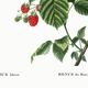 Botanical poster about raspberries, based on an old engraving from 1802