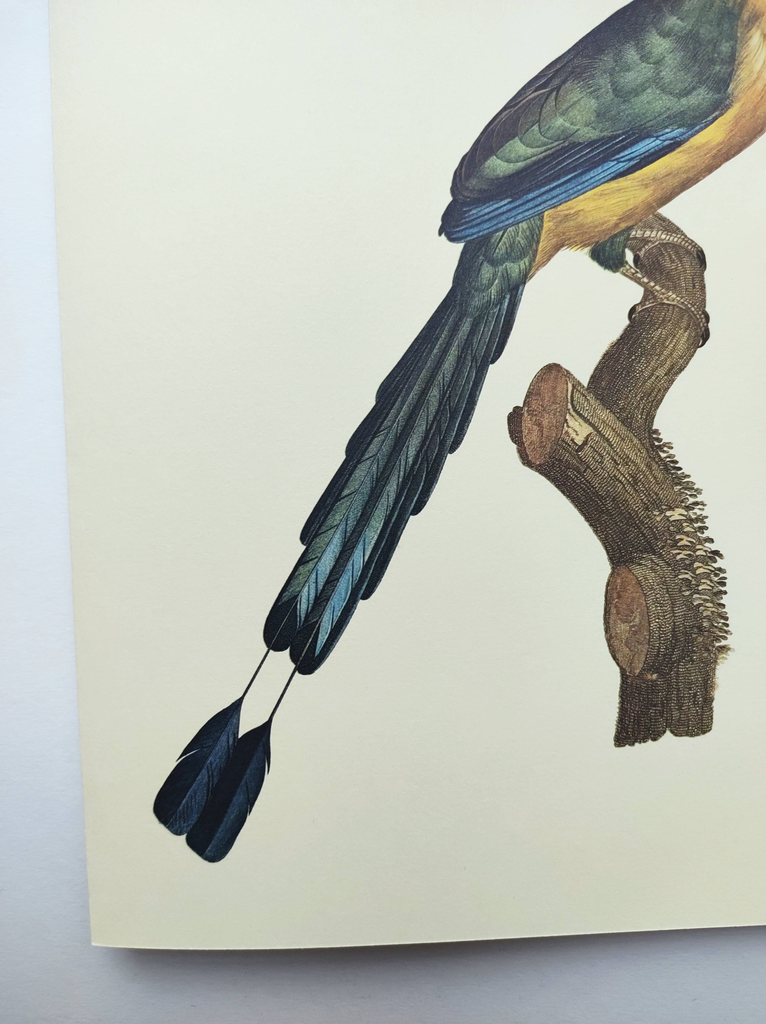 Old plate -Momot- Vintage ornithological illustration of birds