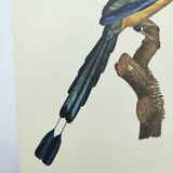 Old plate -Momot- Vintage ornithological illustration of birds