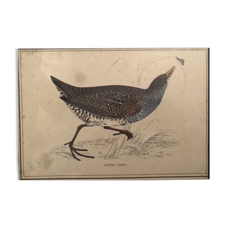 Alexander Francis Lydon (1836-1917) - Gravure - Oiseau (Marouette)