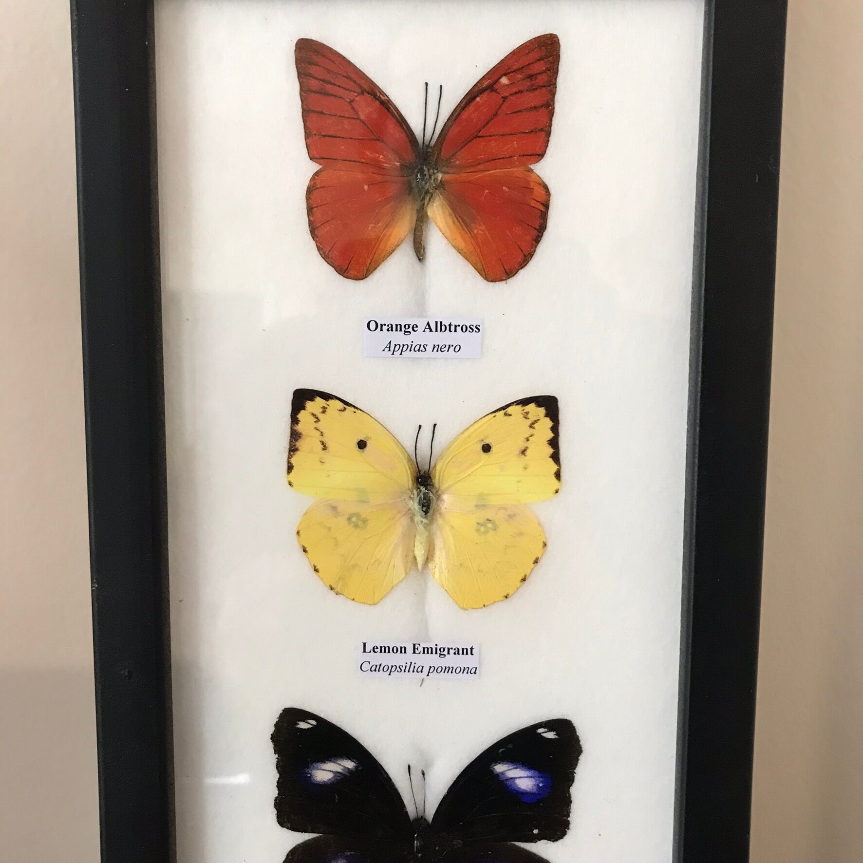 Frame Butterflies assortment 14 cm x 25 cm