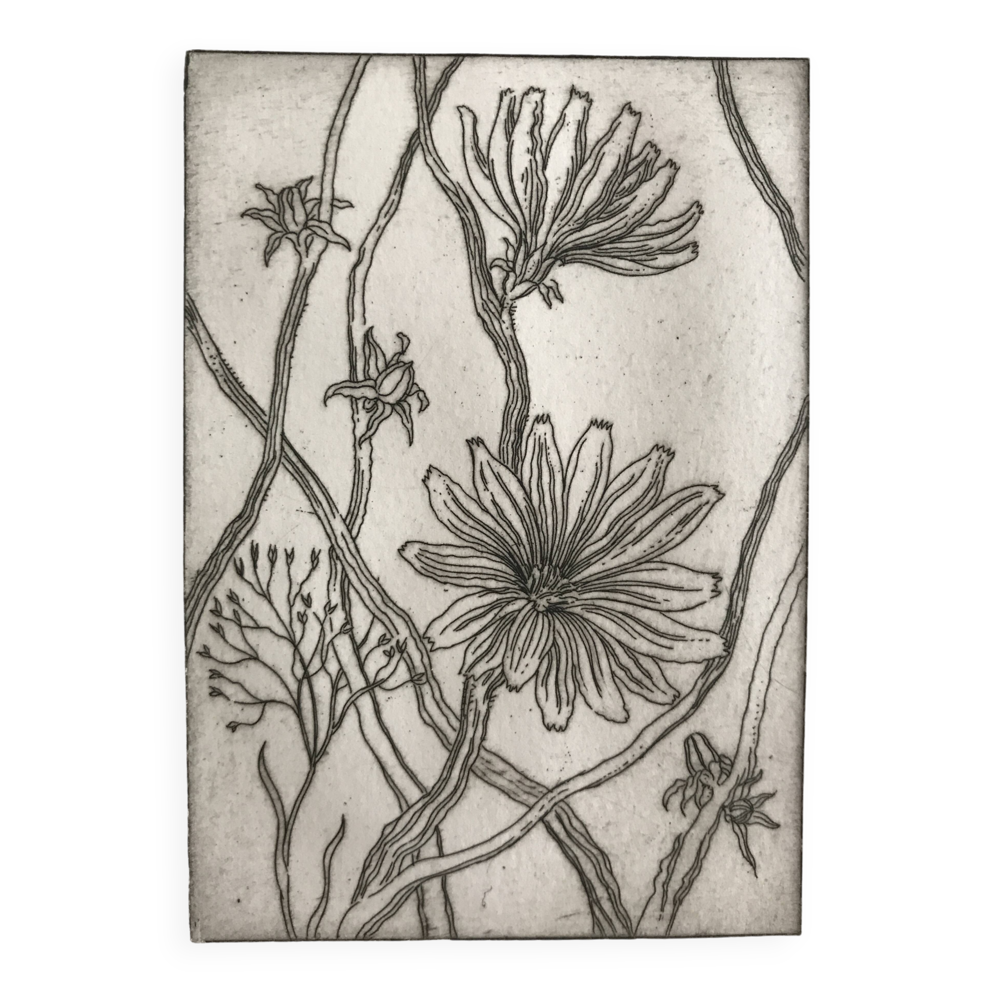 Vilayne hulné, study of clematis, 1984. original etching signed in pencil
