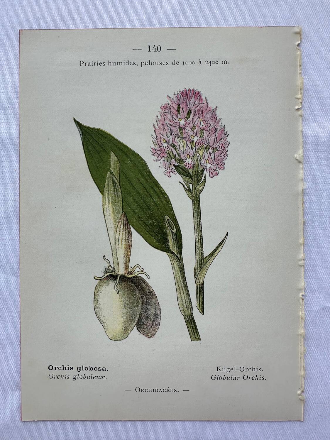 Planche botanique ancienne gravure plante 18e double face