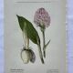 Planche botanique ancienne gravure plante 18e double face