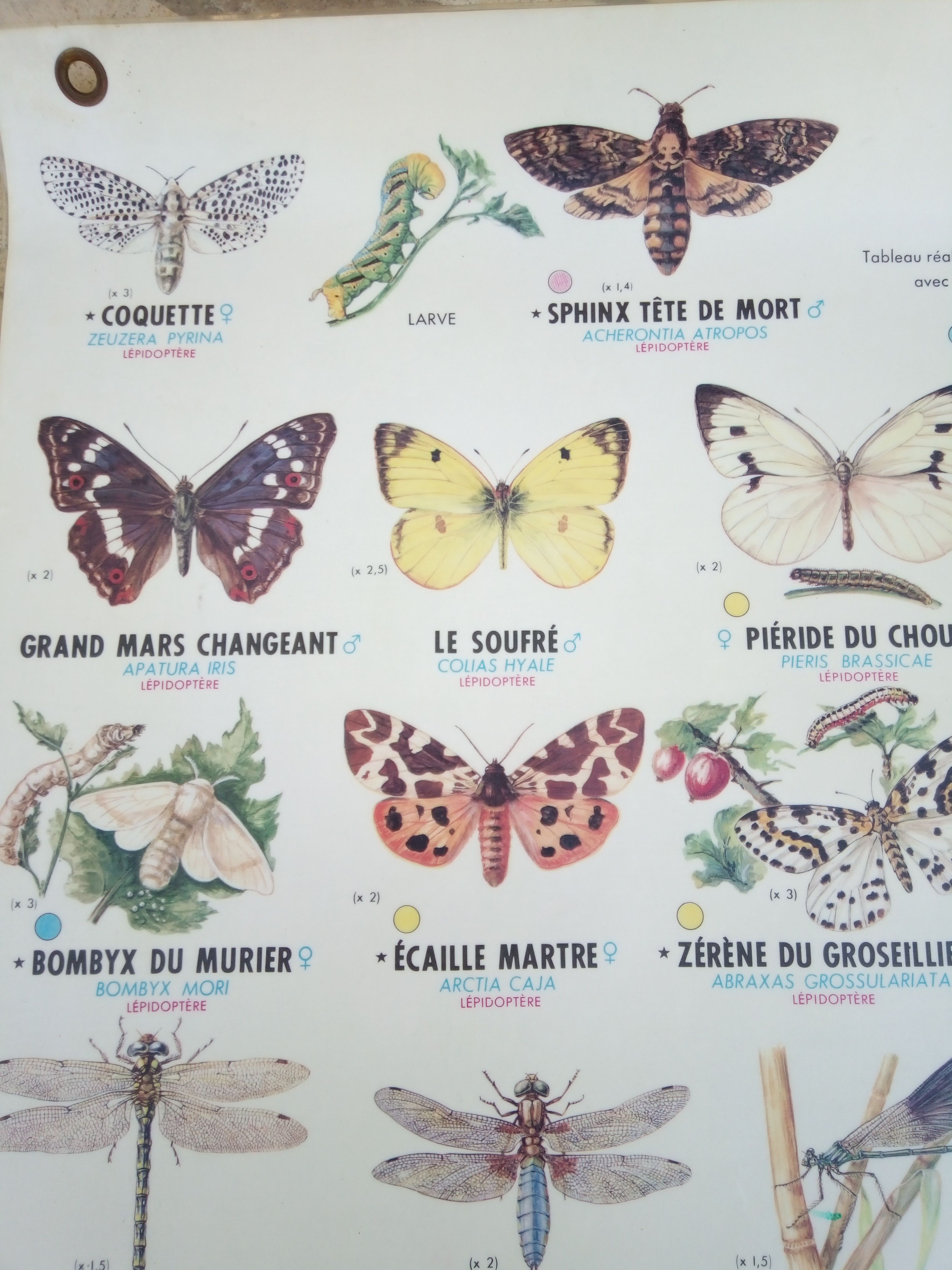 Affiche scolaire des années 70 insectes utiles et nuisibles | Selency