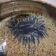 Pyrite stoneware ceramic with thistle decoration signed by Suzanne Dauliach, 1970s.