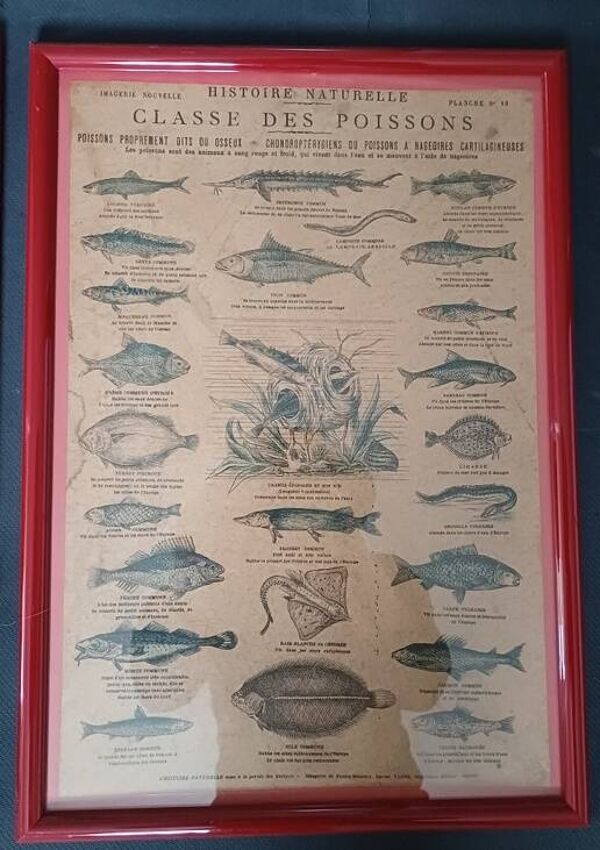 Lot de  planches pédagogiques d'Histoire Naturelle ''Imagerie Nouvelle