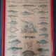 Set of educational boards on Natural History "New Imagery"