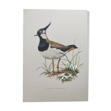 Planche vintage oiseaux année soixante - Vanneau Huppé - Illustration zoologie et ornithologique