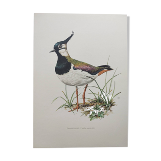 Vintage bird board from the sixties - Northern Lapwing - Zoology and ornithology illustration