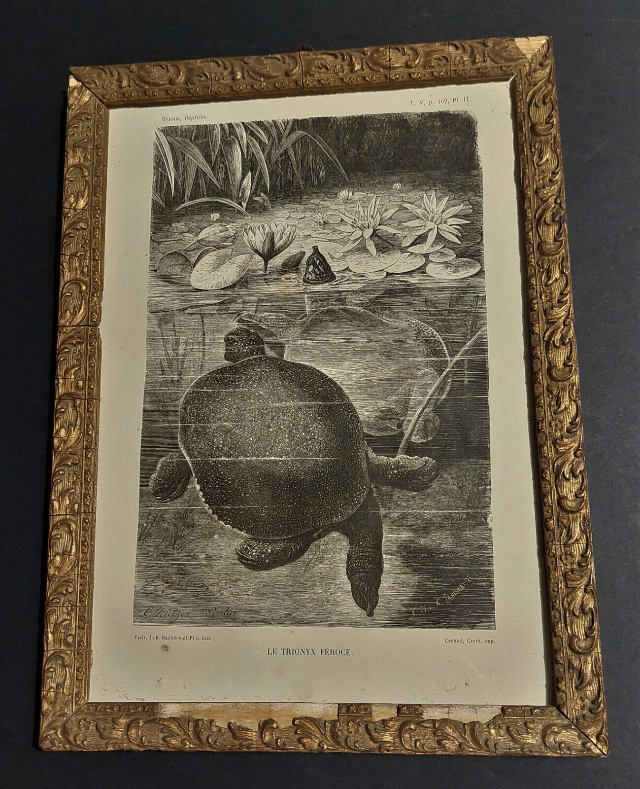 Animal engraving XIXth framed