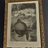 Animal engraving XIXth framed