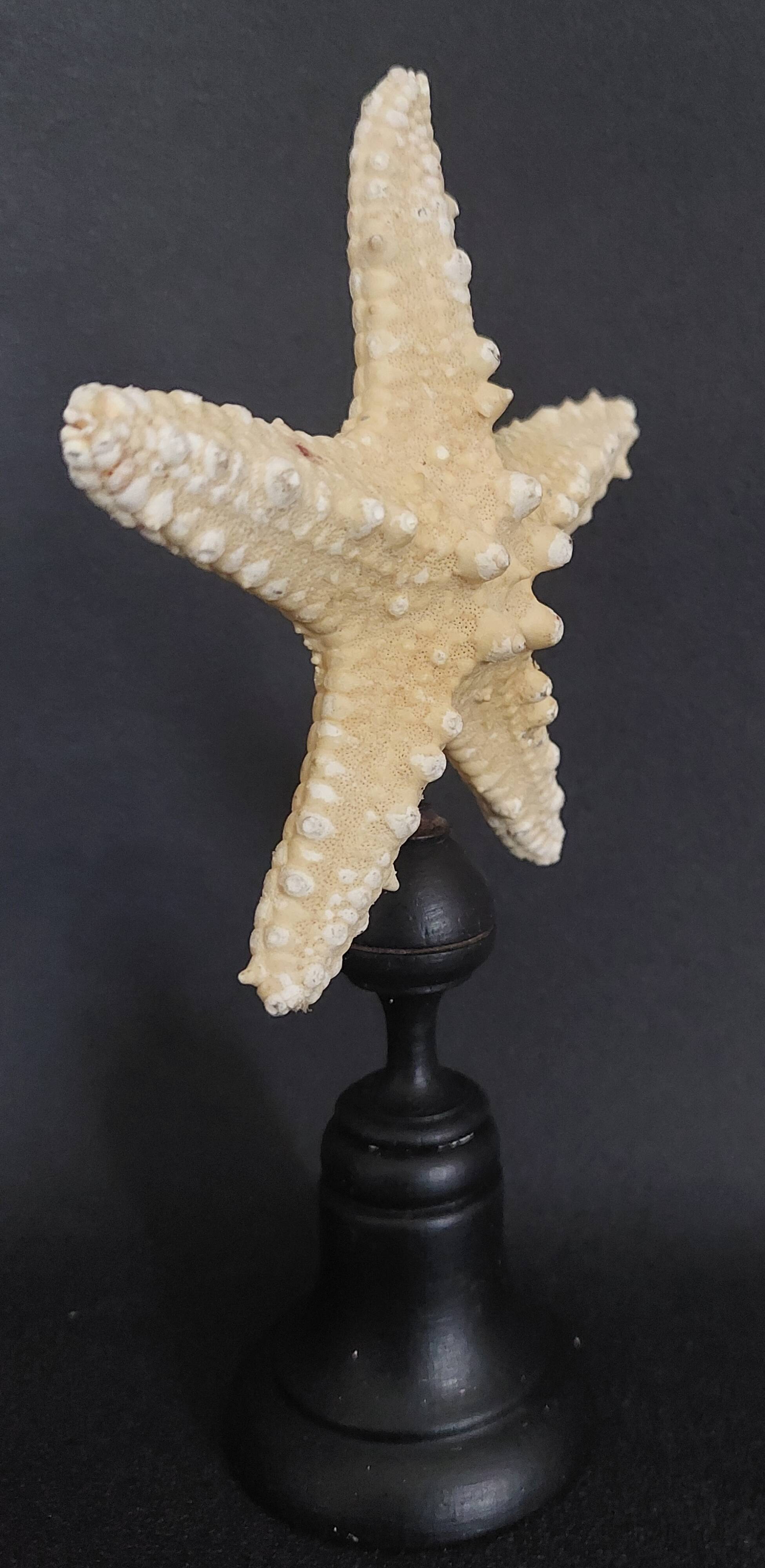 Cabinet of Curiosities starfish protoreaster nodosus on base