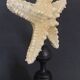 Cabinet of Curiosities starfish protoreaster nodosus on base