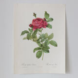 Dreaded botanical board