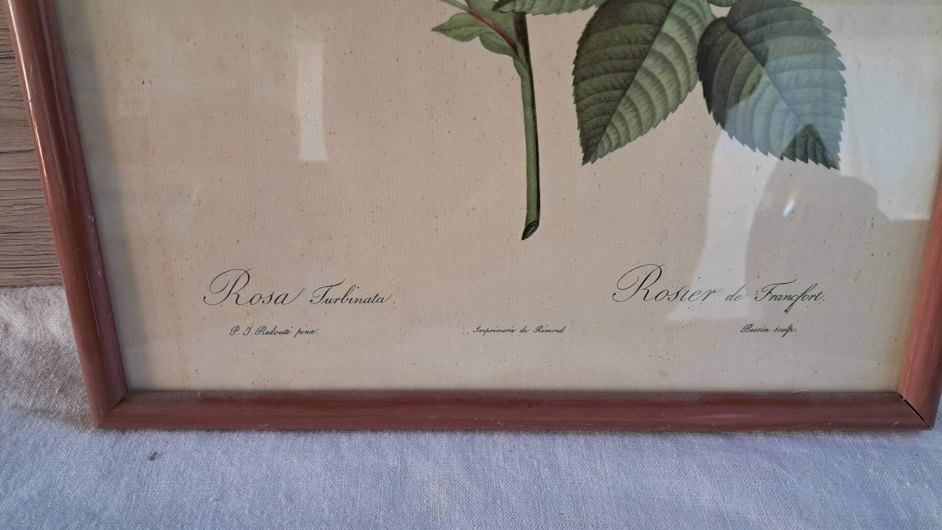 Botanical engraving Rosa Turbinata after Redouté — Vintage wooden frame