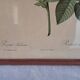 Botanical engraving Rosa Turbinata after Redouté — Vintage wooden frame