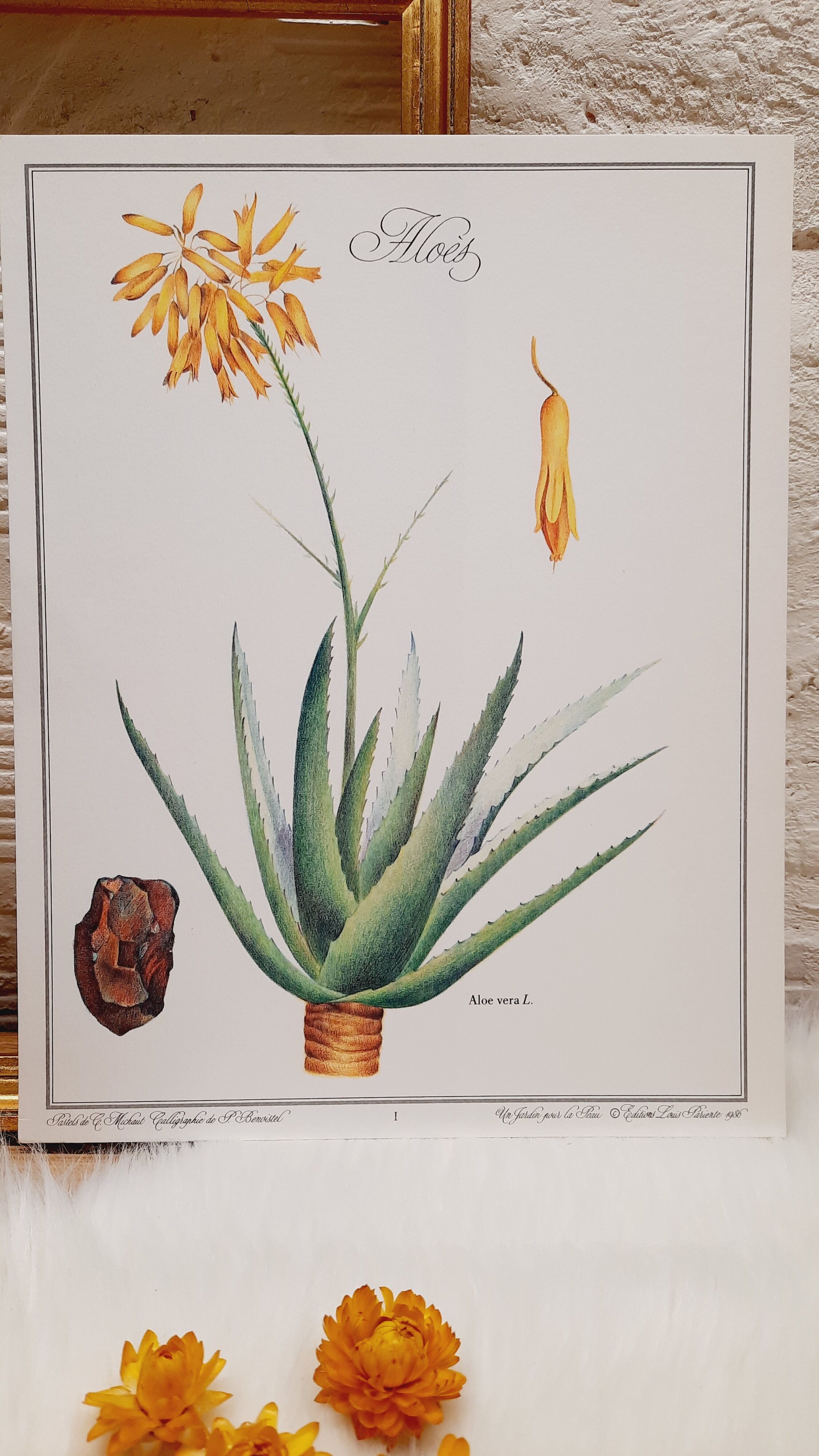 Botanical board Aloes