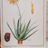 Botanical board Aloes