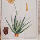 Planche botanique Aloes