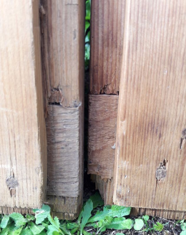 Pair of doors 248x129cm old