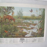 "Marsh and bog" poster published by the "Frapna"