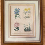 Botanical plate of mountain flowers from the 1960s.