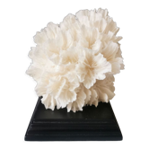 Ancien corail dentelle sur socle en bois noir. h. 12,5cm