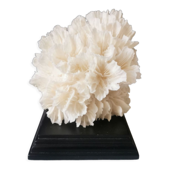 Ancien corail dentelle sur socle en bois noir. h. 12,5cm