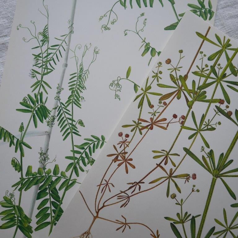 Set of 2 botanical boards Geigy