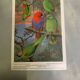 Affichette "Les Oiseaux du Monde" - 1969