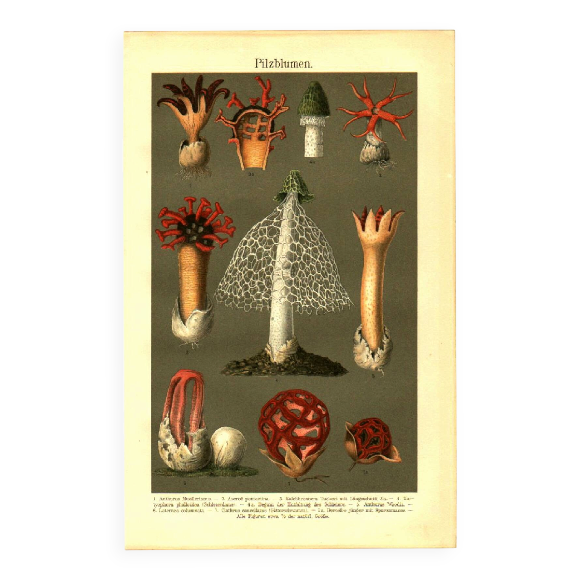 Botanical engraving from 1904 - Mushrooms - plants of the ancient forest litho