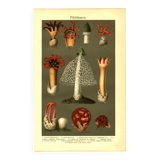 Botanical engraving from 1904 - Mushrooms - plants of the ancient forest litho