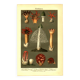 Botanical engraving from 1904 - Mushrooms - plants of the ancient forest litho